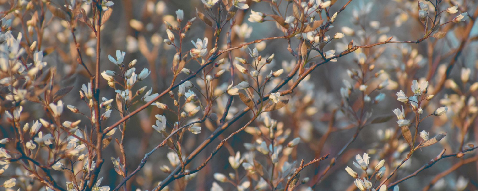 Amelanchier